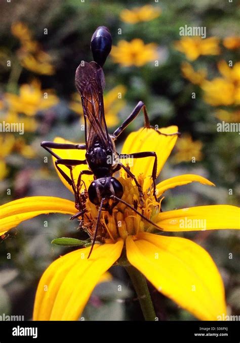 Thread Waisted Wasp On Tickseed Sunflower Stock Photo Alamy