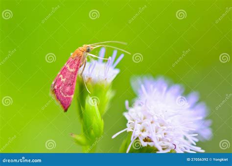 Small Pink Moth. Eating Nectar of Goat Weed Stock Photo - Image of ...