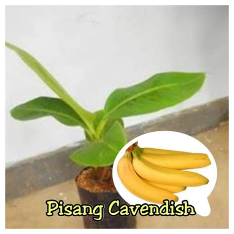 Jual PISANG CAVENDISH - Kota Batu - GROSIR BIBIT TANAMAN | Tokopedia