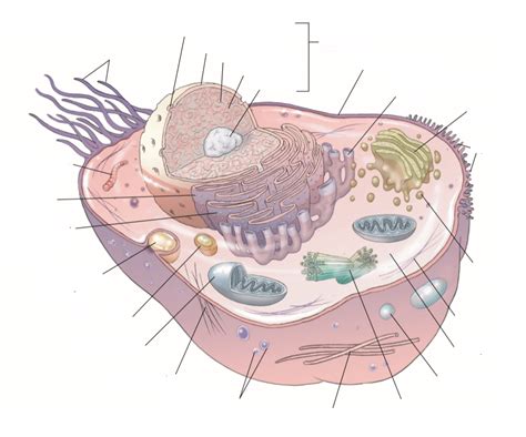 Ch 3 Cell Biology Diagram Quizlet