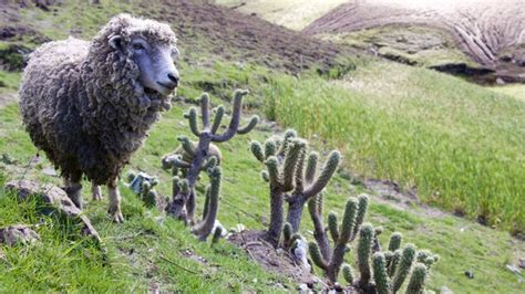 Premium Photo Sheep Standing On Grassy Hill