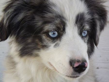 Mini Australian Shepherd | [#] Lunawsome