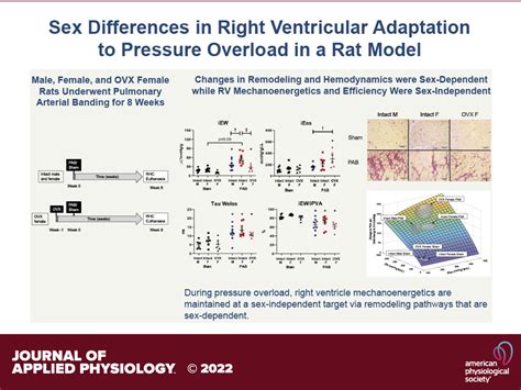 Sex Differences In Right Ventricular Adaptation To Pressure Overload In