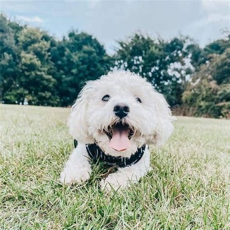 white cavapoo | Trending Breeds