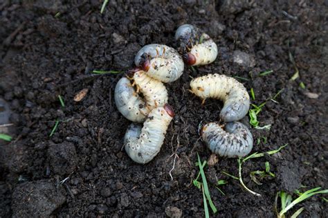 Lawn Grubs White Grub Identification And Control