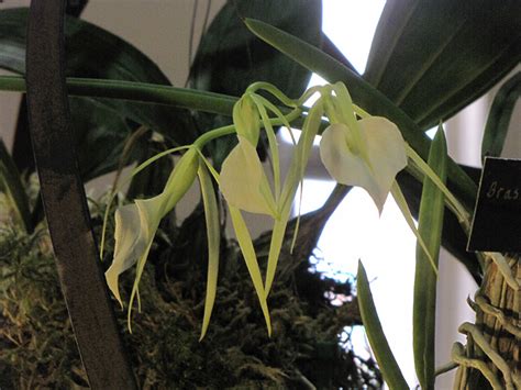 Lady Of The Night Orchid Brassavola Nodosa In Lafayette Louisiana La At All Seasons Nursery