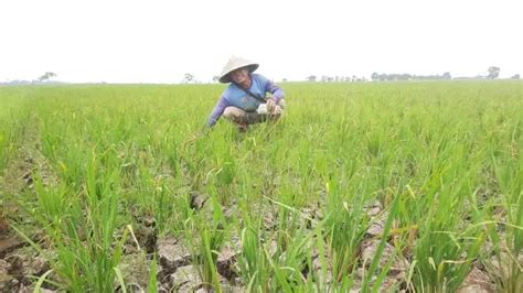 El Nino Bikin Ribuan Hektare Lahan Pertanian Di Kabupaten Bekasi