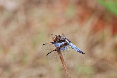 Photo Nature Lilliputienne Macrophotographies Palpopleura Vestita