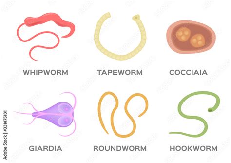 Pictures Of Tapeworms In Humans