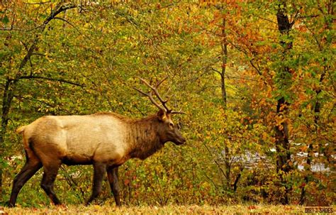 Elk || Great Smoky Mountains National Park || Dirt In My Shoes ⋆ Dirt In My Shoes