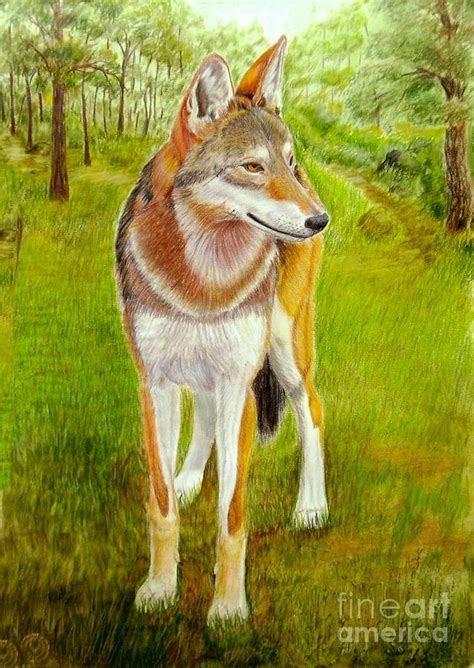 Red Wolf Painting at PaintingValley.com | Explore collection of Red ...