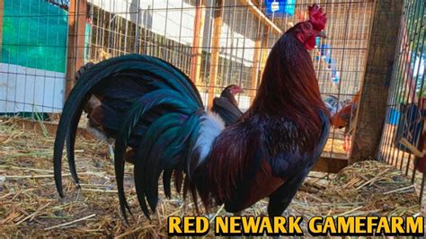 Col Givens Hatch Joe Goode Grey Albany Red Newark Farm Youtube