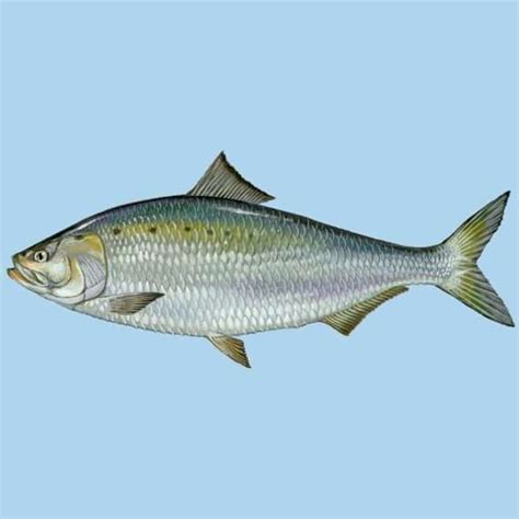 Surfland Bait and Tackle - Plum Island Fishing | Shad are officially ...