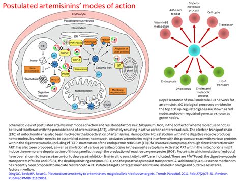 Postulated Artemisinins Modes Of Action