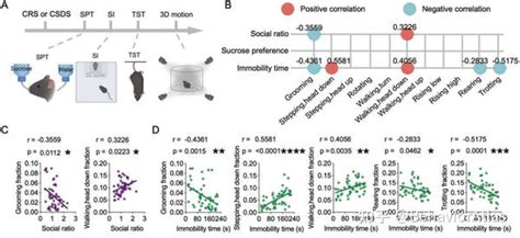 文献解读丨深圳先进院王立平团队利用 3d Ai 精细行为分析系统评估预测小鼠抑郁样行为 知乎