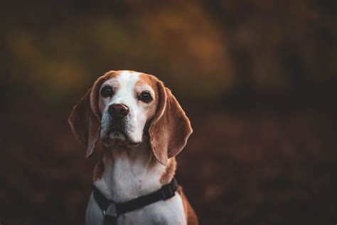 CENA BEAGLE – sprawdź ile kosztuje beagle | Zoonews.pl