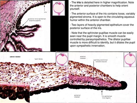PPT - Eye Anatomy & Histology Correlate PowerPoint Presentation, free