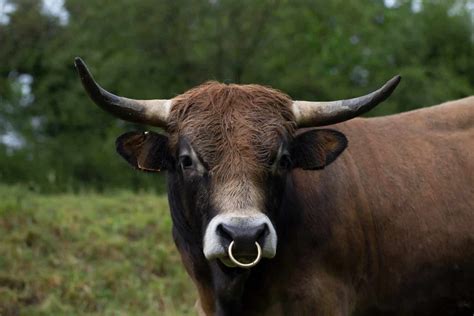 What Is The Purpose Of Bull Nose Rings A Z Animals