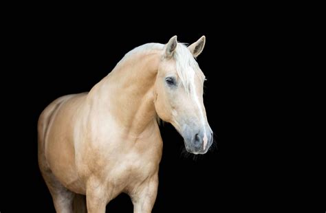 What Is A Palomino Horse? A Comprehensive Guide