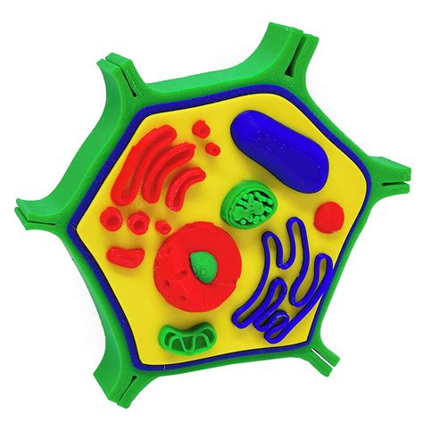 Celula Vegetal Maquete