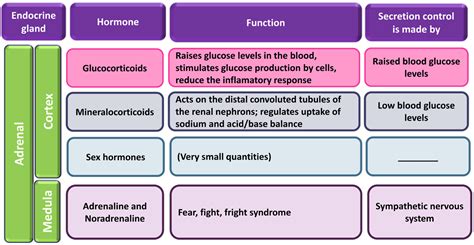 Adrenal glands hormones - divinemsa
