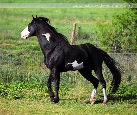 black overo stallion 3 by venomxbaby on DeviantArt