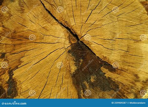 Cross Section Through A Tree Trunk Stock Image Image Of Sunlight