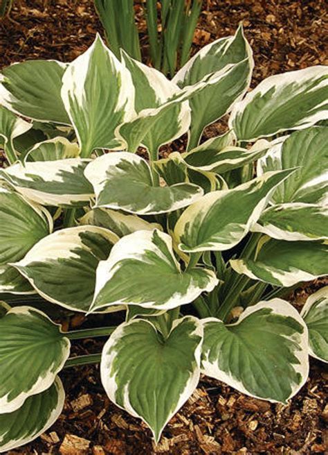 Hosta Komodo Dragon Perennial Plant Sale Bloomin Designs Nursery