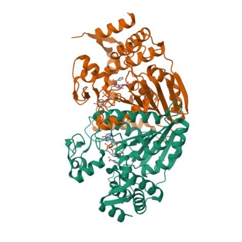 RCSB PDB 2CWH Crystal Structure Of Delta1 Piperideine 2 Carboxylate