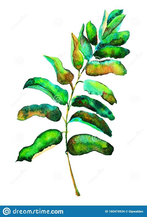 Watercolor Illustration of a Branch with Leaves from an Acacia Tree Stock Illustration ...