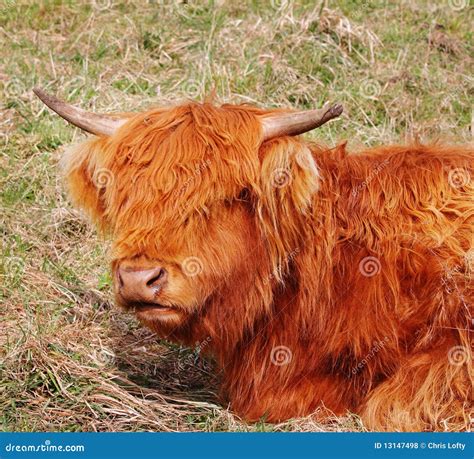 Vaca Nova De Longhorn Das Montanhas Foto De Stock Imagem De Bronzeado