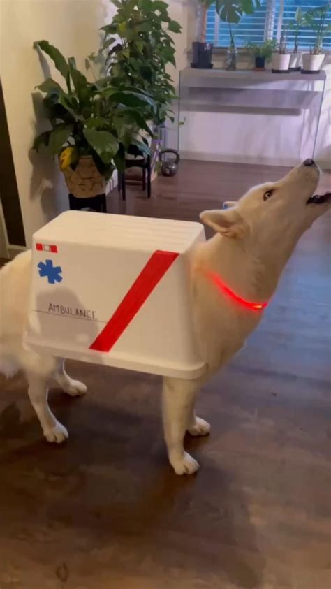 Dog: I'm an ambulance : r/FunnyAnimals