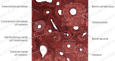 Bone Cortical And Cancellous Physiopedia