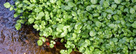 How To Grow Watercress Indoors Outdoors Farm Plastic Supply