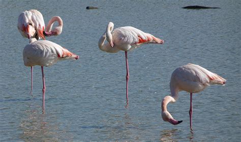 How Flamingos Stand On One Leg Inside Science