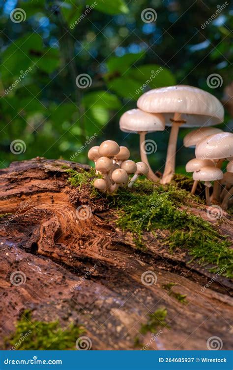 Vertical Closeup Shot Of The Udemansiella Mucosa Fungus Growing On A Tree In The Forest Stock