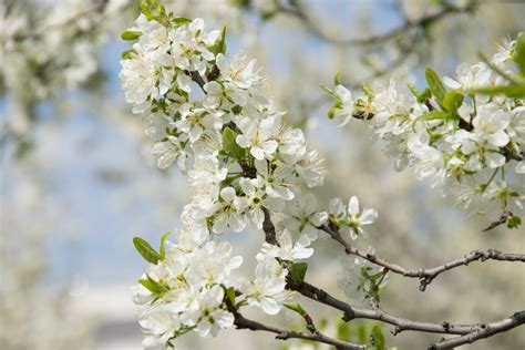 Garten Navi Mirabelle Prunus Domestica Ssp Syriaca Bellamira