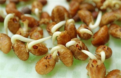 Premium Photo Water Spinach Seeds Germination In Hydroponic