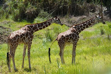 5 Interesting Facts about a Baby Giraffe - Cebu Safari and Adventure Park