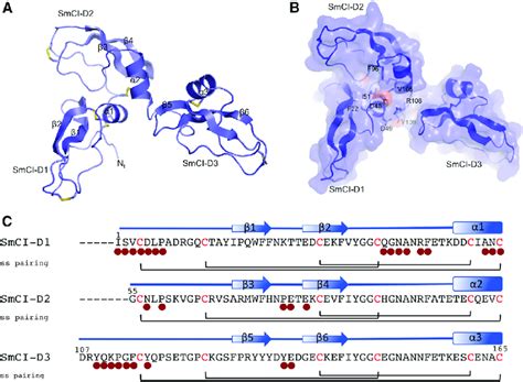 Structure Of The Tri BPTI Kunitz SmCI Inhibitor A Ribbon