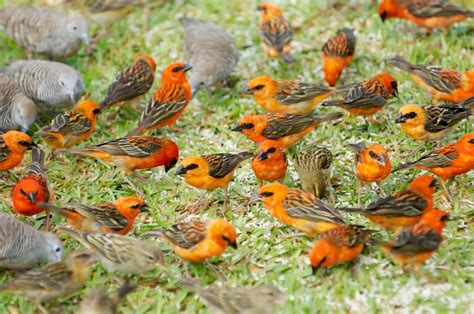 BEAUTY OF WILDLIFE: Finches and Sparrows an Identification Guide For ...