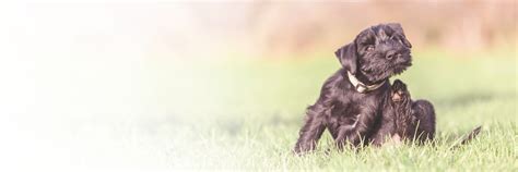 Alles über Milben beim Hund – Happy Dog