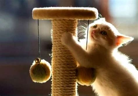 Как сделать когтеточку для котенка своими руками. 12 идей