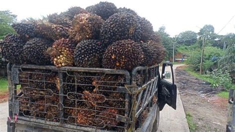 Harga Tbs Sawit Di Bengkulu Tengah Naik Rp Tertinggi Hari Ini Rp