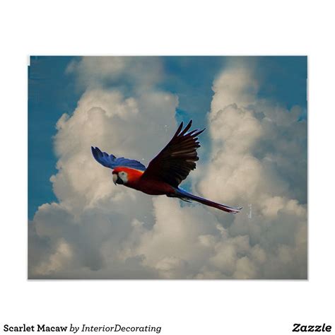 Scarlet Macaw Poster