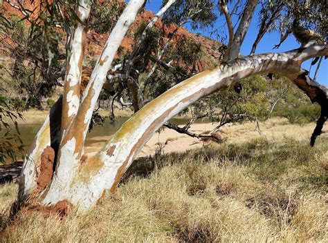 Eucalyptus Camaldulensis River Red Gum Ausemade