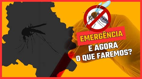 Dengue O Que Como Identificar E Combater Os Focos De Mosquitos