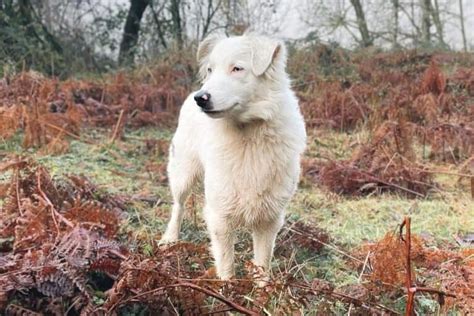 White Australian Shepherd: Info, Facts & Traits (With Pictures)