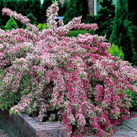 Summer Flowering Trees Zone 9