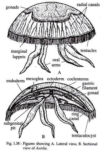 Aurelia Jelly Fish Structure Histology And Nutrition In 2023